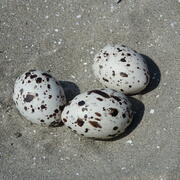 Black Skimmer (Rhynchops niger) nest scrape with eggs at Breton Island