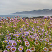 a field of purple flowers in front of an ocean coastline and cliffs