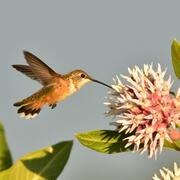 A green and orange hummingbird with black beak drinks from a milkweed flower
