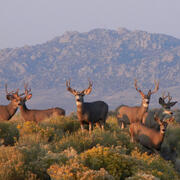 Mule deer (Odocoileus hemionus) in the western United States that are susceptible to chronic wasting disease