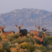 Mule deer (Odocoileus hemionus) in the western United States that are susceptible to chronic wasting disease