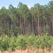 Two stands of pine trees - one very mature, one in front very young