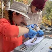 Arizona Coop Unit Graduate Student Kaitlyn Gahl (sitting) and University of Arizona Undergraduate student Elizabeth EbadiRad implant transmitter into Smallmouth Bass-Redeye Bass hybrid to identify habitat use and movement patterns of select fish in an Arizona canyon.