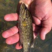 Closeup photo of adolescent bass in the palm of a hand