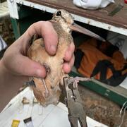 A bird with a long bill is being banded with specially-designed pliers
