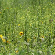 Coastal prairie at WARC Lafayette, LA