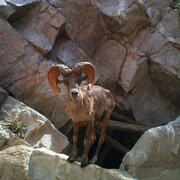 A bighorn sheep stands on the edge of a tinaja water catchment, Cabeza Prieta National Wildlife Refuge, AZ