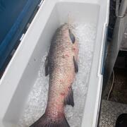 black carp on ice in a cooler