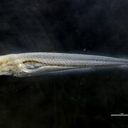 image of a larval black carp