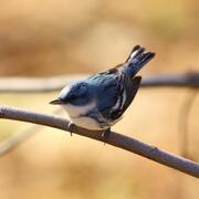 A small blue, black and white songbird perched on a single branch. 