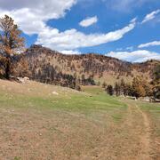 distant hillslopes covered in burnt trees