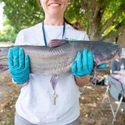 A female scientist holds a blue catfish for a closer look at the skin and fins. 