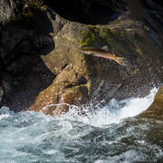Coho salmon on the Sol Duc River