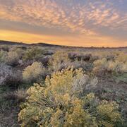 Colorado Plateau dryland habitat