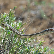a yellow and black patterned snake moving through the tops of a bush