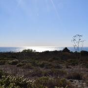 view of shrubs leading into the ocean, blue skys