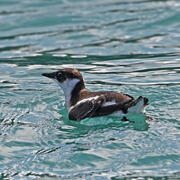 A juvenile Marbled Murrelet near Gull Island in Kachemak Bay, Alaska