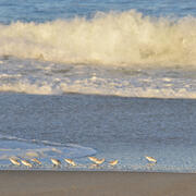 shorebirds walking on sandy beach, waves in the background