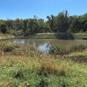 Green murky pond surrounded by lush grasses, bushes, and trees on a sunny day