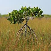 Encroaching Mangrove NPS