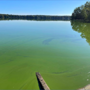 An image of a lake with green algae growth on the surface of the water.