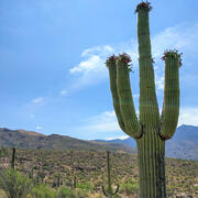 A saguaro cacti with flowers and fruit in Saguaro National Park outside Tucson, AZ