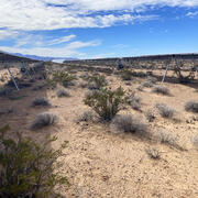 Shrubs growing in the Gemini Solar Project site in Nevada