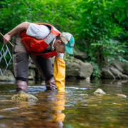 Scientist reaches into stream