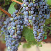 several bunches of grapes, mostly purple but a few green, hang from a grapevine