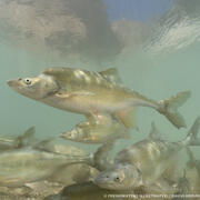 A school of humpback chub swim together through clear light green water in Havasu Creek, AZ