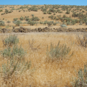 brown grasses fill the gaps between green or leafless shrubs 