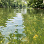 The Shenandoah river during a harmful algal bloom event. The water is green and thick mats of algae coat the riverbed.