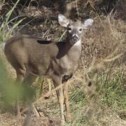 brown and white deer with dark eyes and small antlers