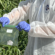 two gloved hands hold a small ziploc bag containing a paper towel. Person is dressed in white body suit. Plants in background