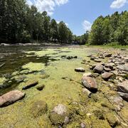 A floating algal mat forming along the edge of the riverbank of the Shenandoah River.