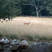 Deer grazing in a hayfield during the evening on farmland in Chilmark, Massachusetts 