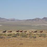 twelve horses run in a line across a sagebrush landscape