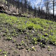 a hillslope in a burned forest partially covered with new vegetation