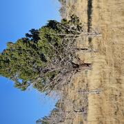 a partially dead juniper tree surrounded by dead juniper and brown grass
