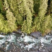 Aerial view of forested river