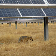 A kit fox walks through the grass next to a solar panel at Panoche Solar Farm