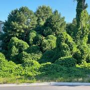 Green, leafy vines cover the trees, bushes and telephone poles on a hill outside of an apartment building