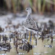 Shorebird with yellow legs and thin bill foraging in shallow water. Brown short vegetation and tall green plant to left.
