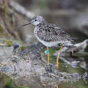Shorebird with yellow legs and thin bill in water. Green leg band "AK" on left leg, color bands and metal band on right leg.