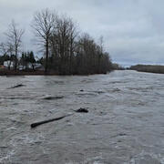 Large logs float in flood water