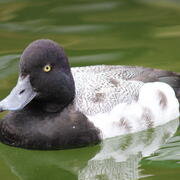 Lesser Scaup