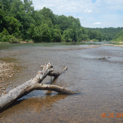 brown river with tree trucks and green evergreen trees