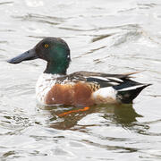 A brown, white and green duck swimming
