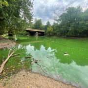 Millstone river looking at a bridge is bright green and choked with algae