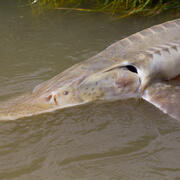 pallid sturgeon fish